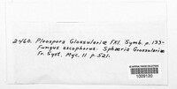 Mycosphaerella ribis image